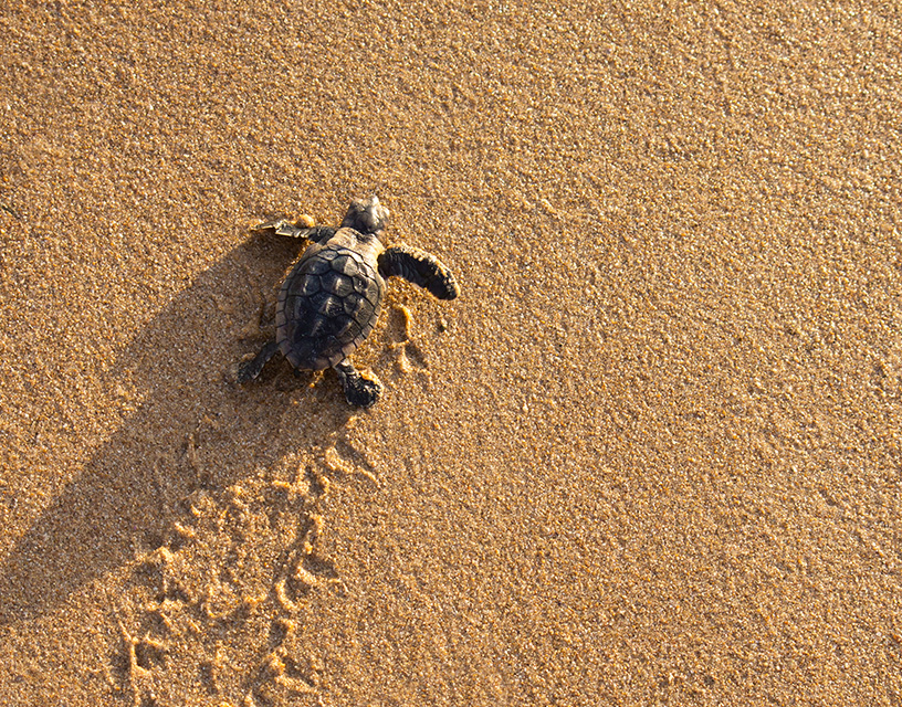 Susesi Blog Caretta Card