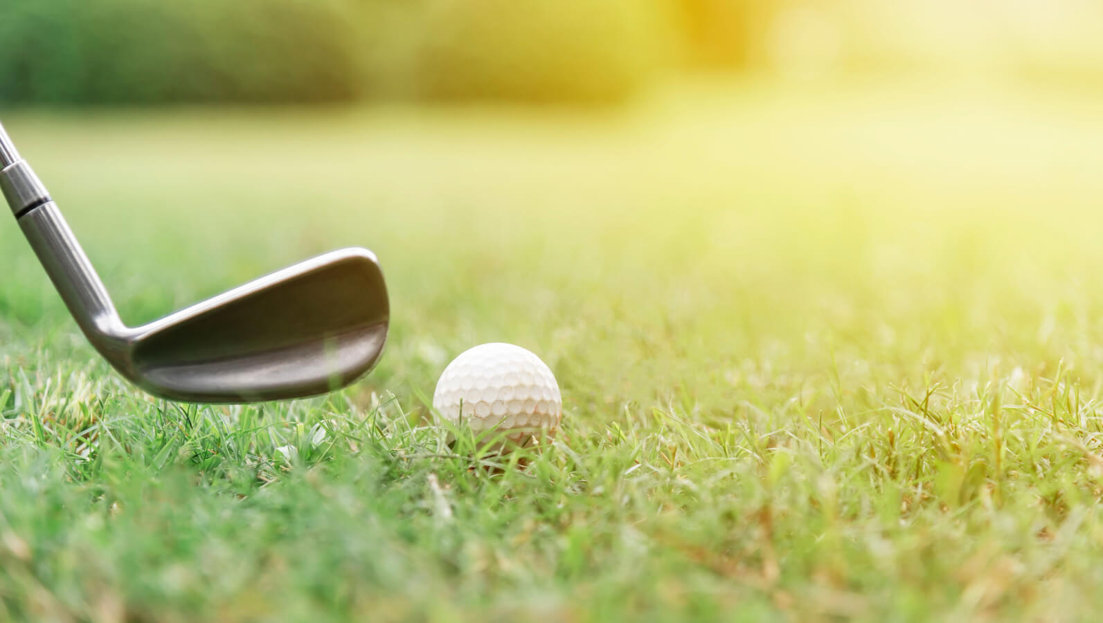 Susesi Blog Yesil Sahalar Banner D